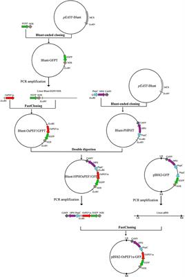 The invasion process of the entomopathogenic fungus Ophiocordyceps sinensis into the larvae of ghost moths (Thitarodes xiaojinensis) using a GFP-labeled strain